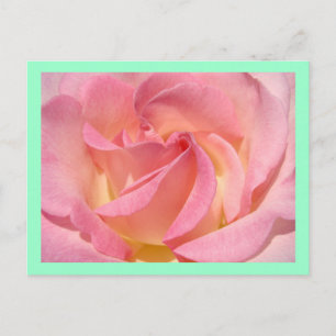 Rosa Rosenblüten-Spiral-Postkarten Grüne Umrandung Postkarte