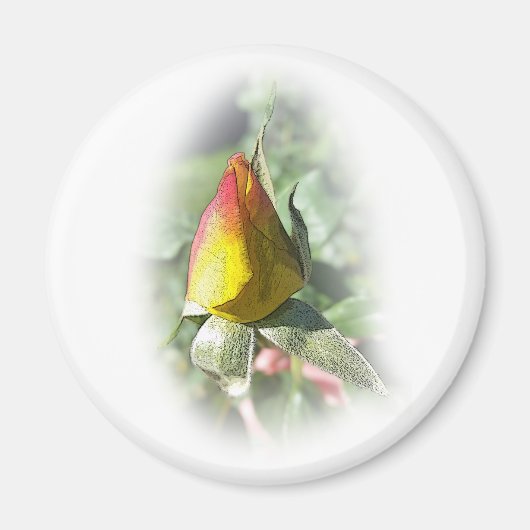 Rosa Rosenbude Magnet (Vorne)