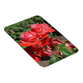 Rosa Rosendruckmagnet Magnet (Rechte Seite)