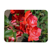 Rosa Rosendruckmagnet Magnet (Horizontal)