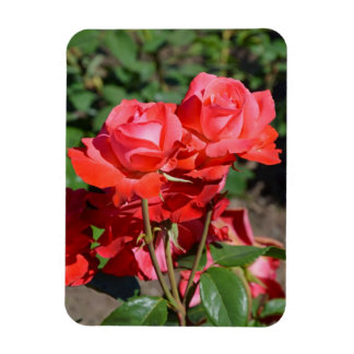 Rosa Rosendruckmagnet Magnet
