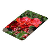 Rosa Rosendruckmagnet Magnet (Linke Seite)