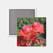 Rosa Rosendruckmagnet Magnet (Vorderseite/Rückseite)