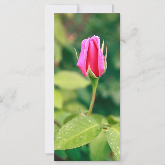 Rosa Rosenknospe (Vorderseite)