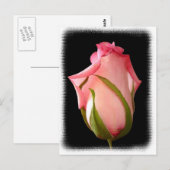 Rosa Rosenknospe mit Extravagantem Rand Postkarte (Vorne/Hinten)