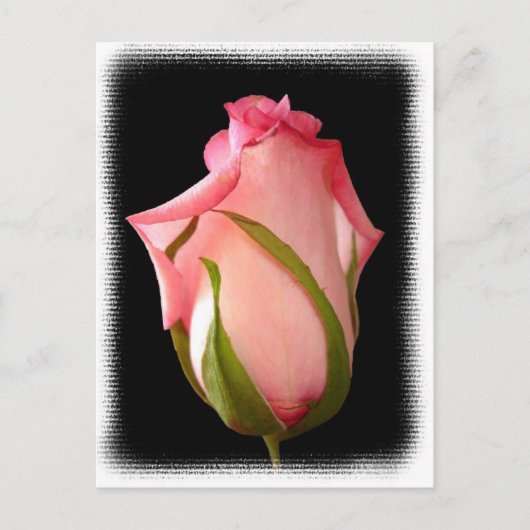 Rosa Rosenknospe mit Extravagantem Rand Postkarte (Vorderseite)