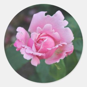 Rosa Rosenknospe Runder Aufkleber