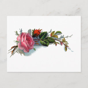 Rosa Rosenknospe viktorianisch Postkarte