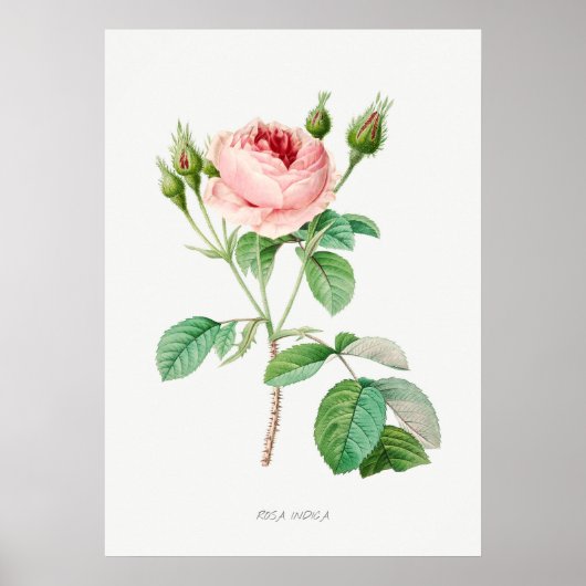 Rosa Rosenknospe Vintag Botanische Illustration Poster (Vorne)