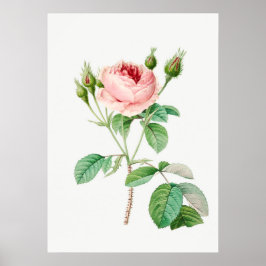 Rosa Rosenknospe Vintag Botanische Illustration Poster