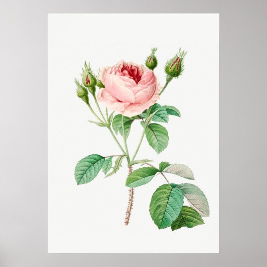 Rosa Rosenknospe Vintag Botanische Illustration Poster (Vorne)