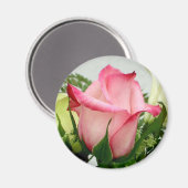 Rosa Rosenmagnet Magnet (Vorderseite/Rückseite)