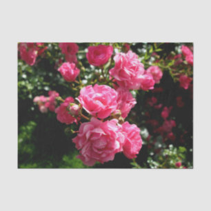 Rosa Rosenpapier Seidenpapier