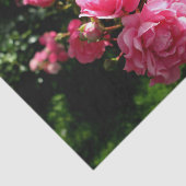 Rosa Rosenpapier Seidenpapier (Ausschnitt)