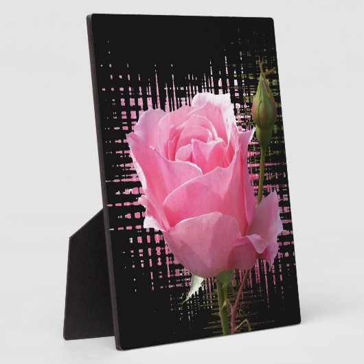 Rosa Rosenspritze Fotoplatte (Seite)