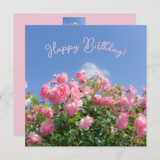 Rosa Rosenstrauch unter blauem Himmel, Brauch (Vorne/Hinten)