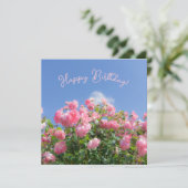 Rosa Rosenstrauch unter blauem Himmel, Brauch (Stehend Vorderseite)