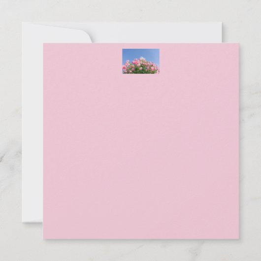 Rosa Rosenstrauch unter blauem Himmel, Brauch (Rückseite)