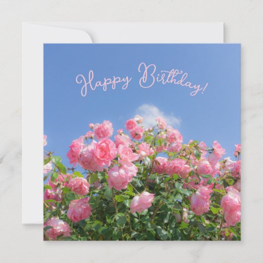 Rosa Rosenstrauch unter blauem Himmel, Brauch (Vorderseite)