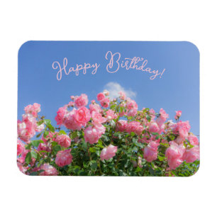 Rosa Rosenstrauch unter blauem Himmel, Brauch Magnet