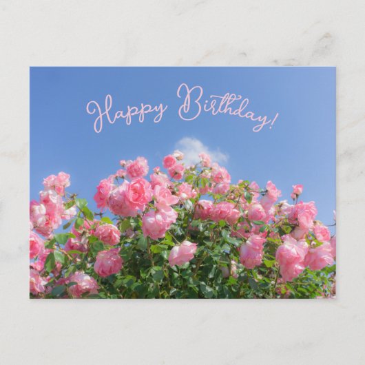 Rosa Rosenstrauch unter blauem Himmel, Brauch Postkarte (Vorderseite)