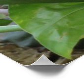 Rosa-Rosenvogel-Poster Poster (Ecke)