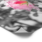 Rosa Roses Color Splash Foto Poster (Ecke)