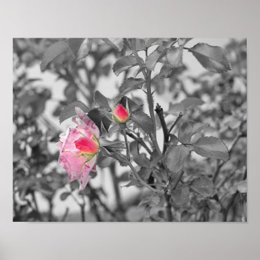 Rosa Roses Color Splash Foto Poster (Vorne)