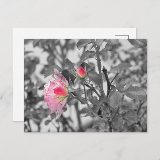 Rosa Roses Color Splash Foto Postkarte (Vorne/Hinten)