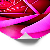 Rosa Roses Digital Artwork-48345 Poster (Ecke)