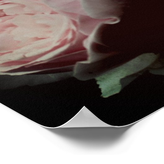 Rosa Roses Pair Poster (Ecke)