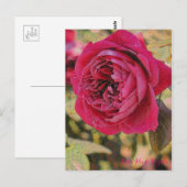 Rosa Rouge Royale [Postcard] Postkarte (Vorne/Hinten)