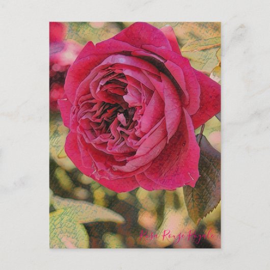 Rosa Rouge Royale [Postcard] Postkarte (Vorderseite)