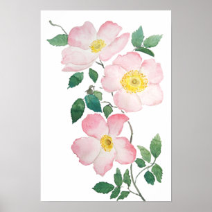 Rosa rubiginosa poster