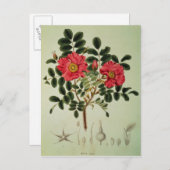 Rosa rugosa, aus "Flora Japonica" Postkarte (Vorne/Hinten)