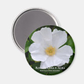 Rosa rugosa magnet (Vorderseite/Rückseite)