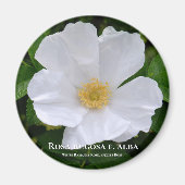 Rosa rugosa magnet (Vorne)