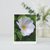 Rosa rugosa postkarte (Stehend Vorderseite)