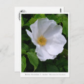 Rosa rugosa postkarte (Vorne/Hinten)