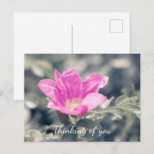 Rosa Rugosa Postkarte (Vorne/Hinten)