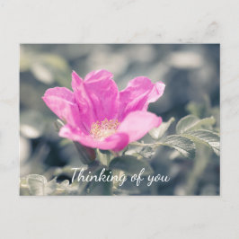 Rosa Rugosa Postkarte