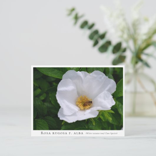 Rosa rugosa postkarte (Stehend Vorderseite)