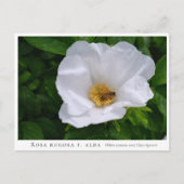 Rosa rugosa postkarte (Vorderseite)