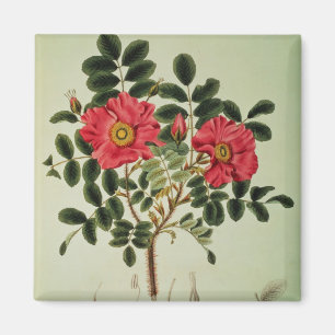 Rosa rugosa, 'von der Flora Japonica Magnet