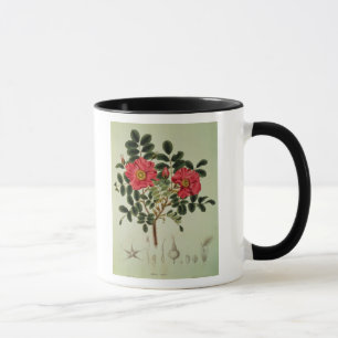 Rosa rugosa, 'von der Flora Japonica Tasse