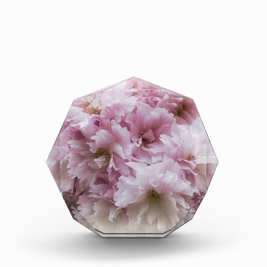 Rosa Rüschen Fotoblock (Vorderseite)