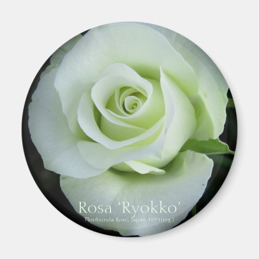 Rosa‘Ryokko’:Round Magnet (Vorne)