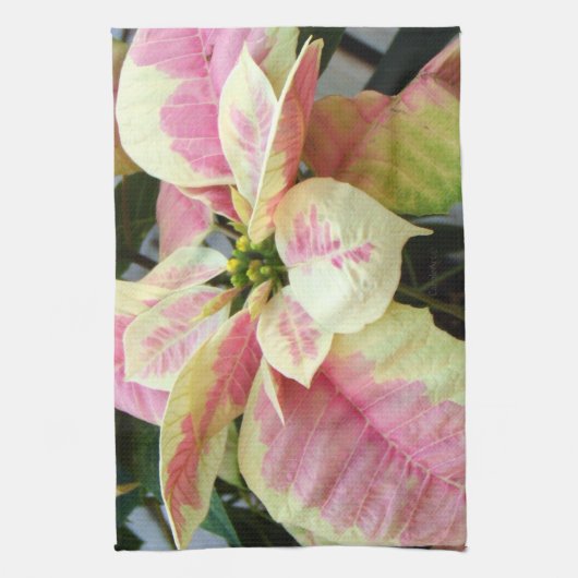 Rosa Sahnepoinsettia Handtuch (Vertikal)