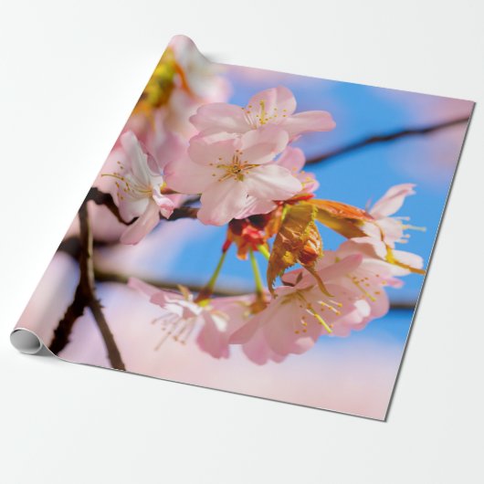 Rosa Sakura-Blume an einem warmen Frühlingstag Geschenkpapier (Ungerollt)