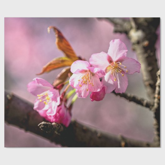 Rosa Sakura-Blume auf einem Baum Geschenkpapier (Flach)